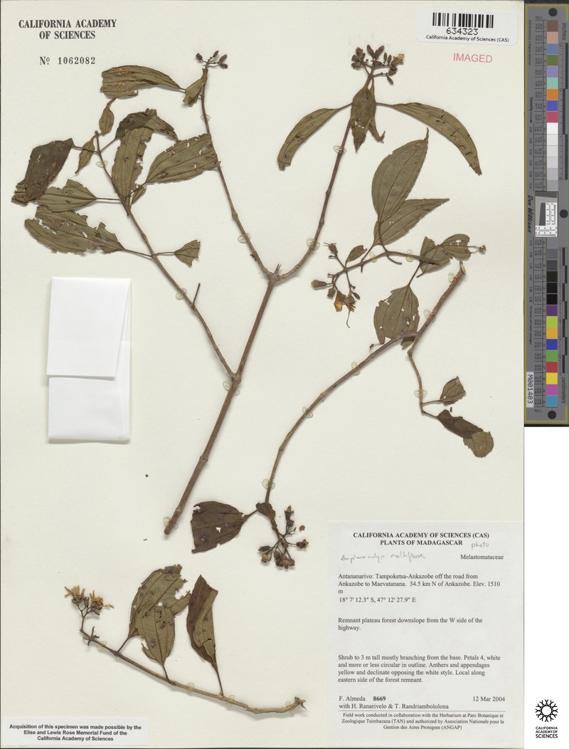 Amphorocalyx multiflorus
