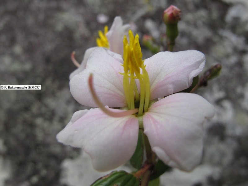 Amphorocalyx rupestris