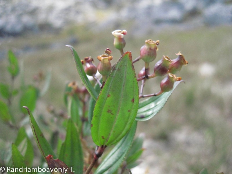 Amphorocalyx rupestris photo 2