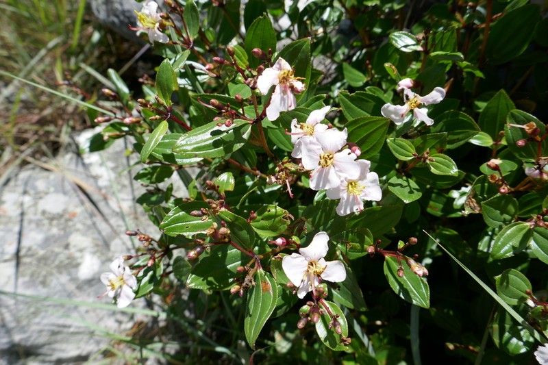 Amphorocalyx rupestris photo 3