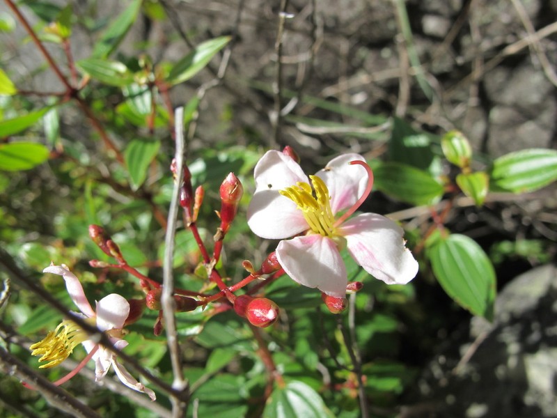Amphorocalyx rupestris photo 4