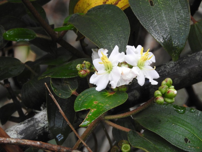 Amphorocalyx rupestris photo 5