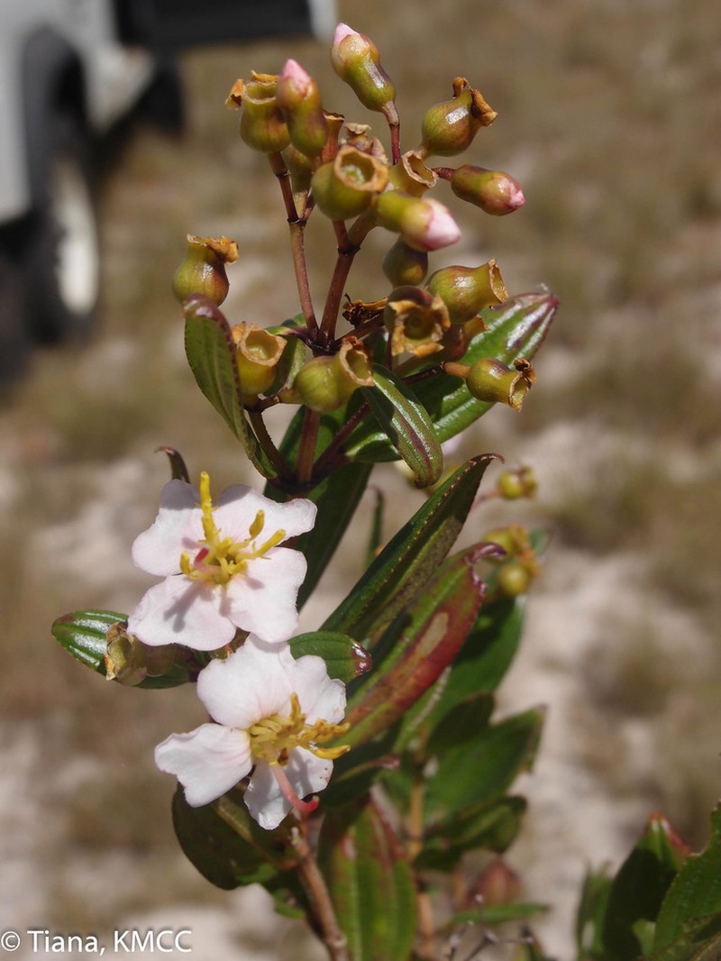 Amphorocalyx rupestris photo 6