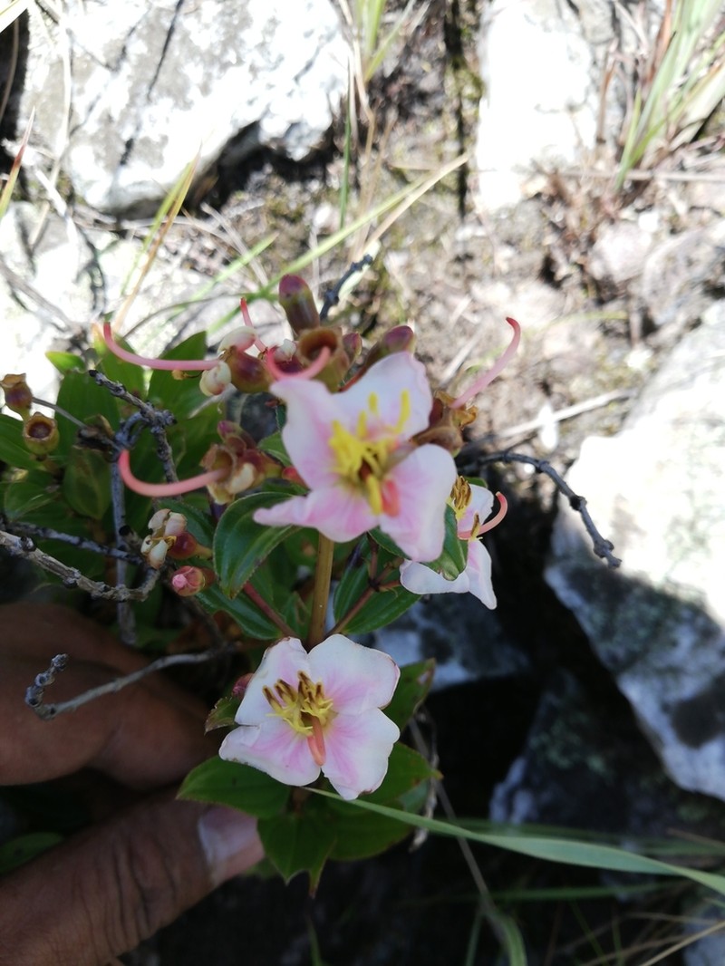 Amphorocalyx rupestris photo 7