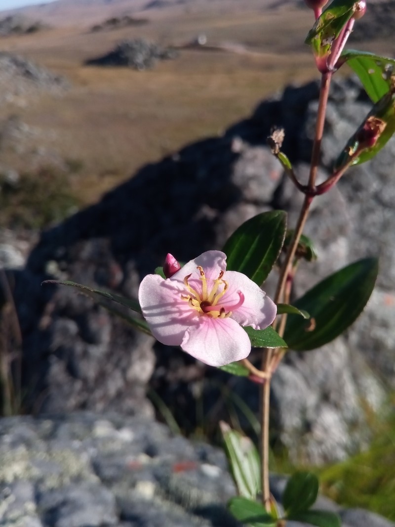 Amphorocalyx rupestris photo 8