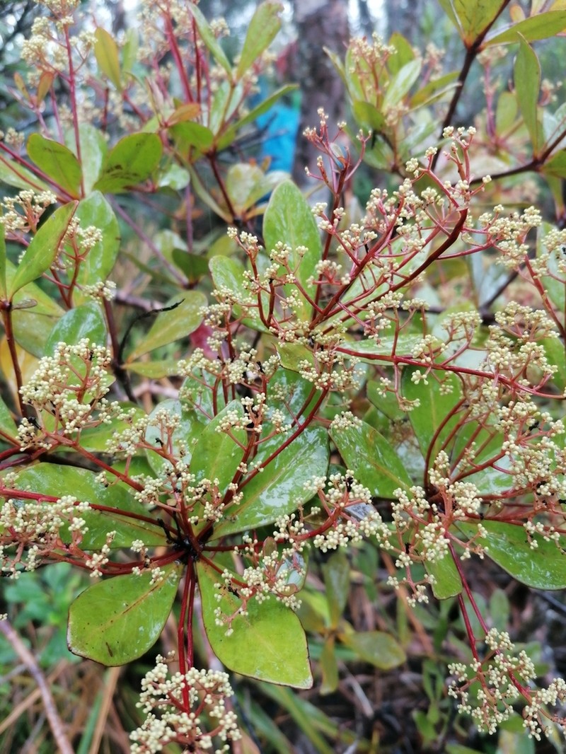 Amphorogyne celastroides