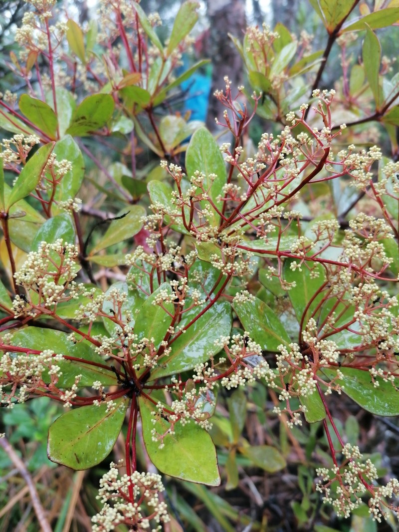 Amphorogyne celastroides photo 2