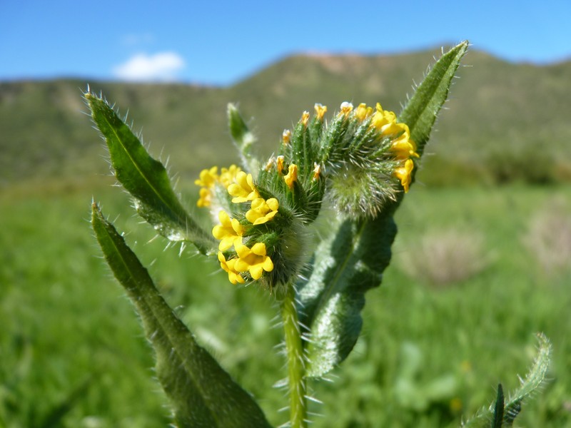 Amsinckia calycina
