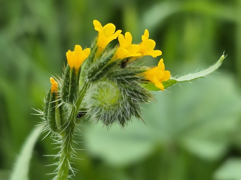 Amsinckia calycina photo 2
