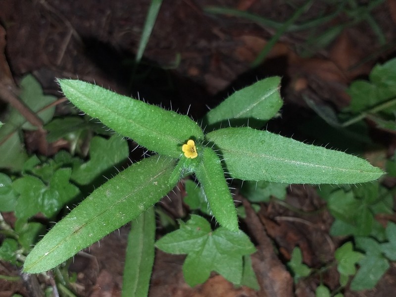 Amsinckia calycina photo 3