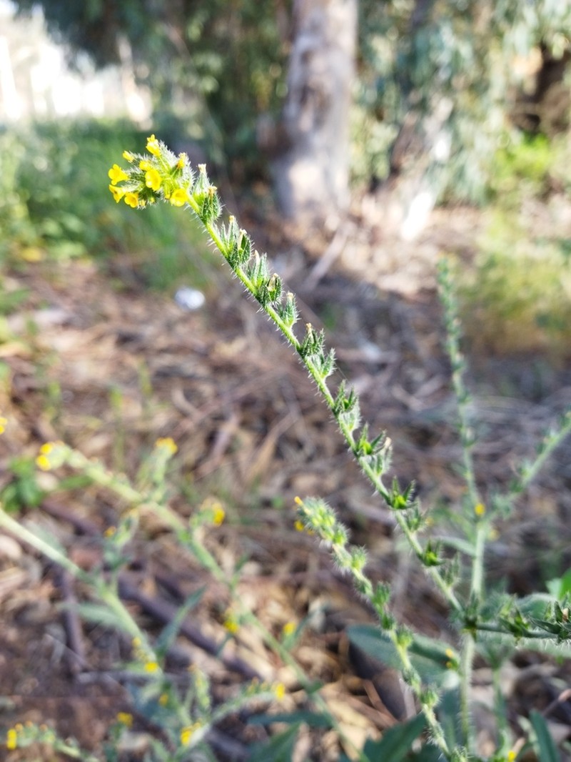 Amsinckia calycina photo 4