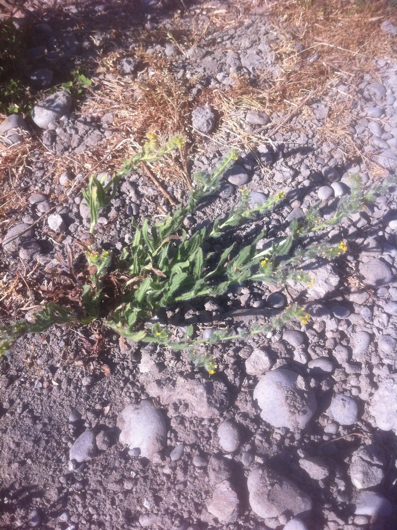 Amsinckia calycina photo 5