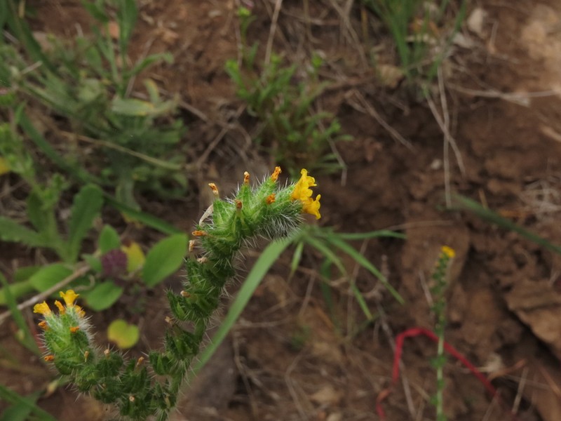 Amsinckia calycina photo 6