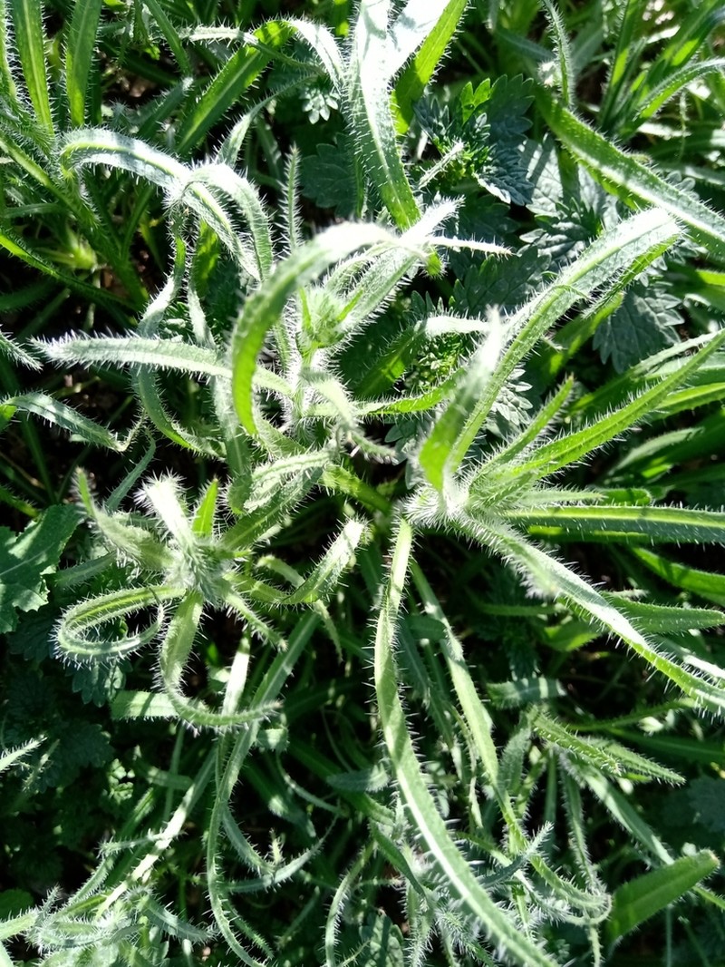 Amsinckia calycina photo 8