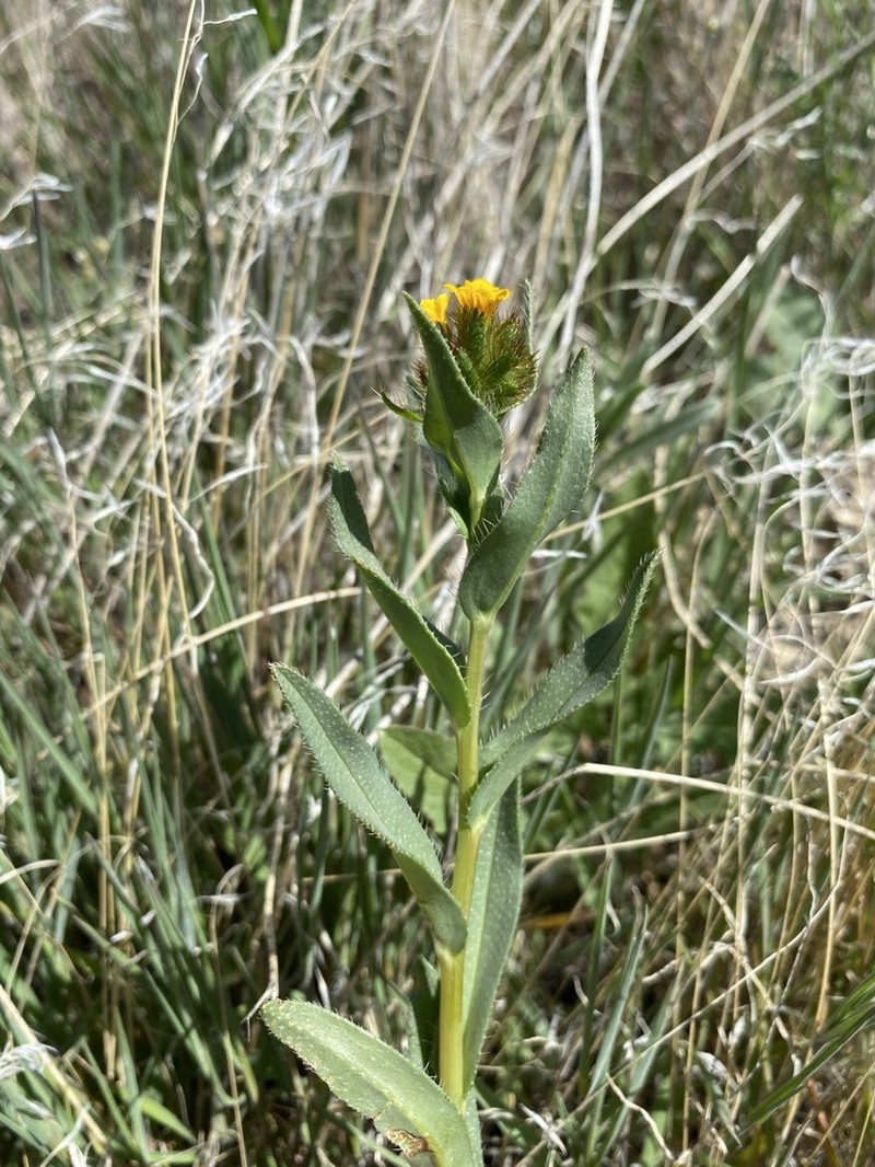 Malheur Valley Fiddleneck