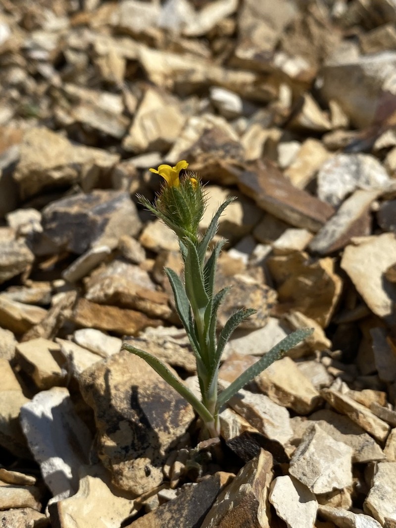 Malheur Valley Fiddleneck photo 2