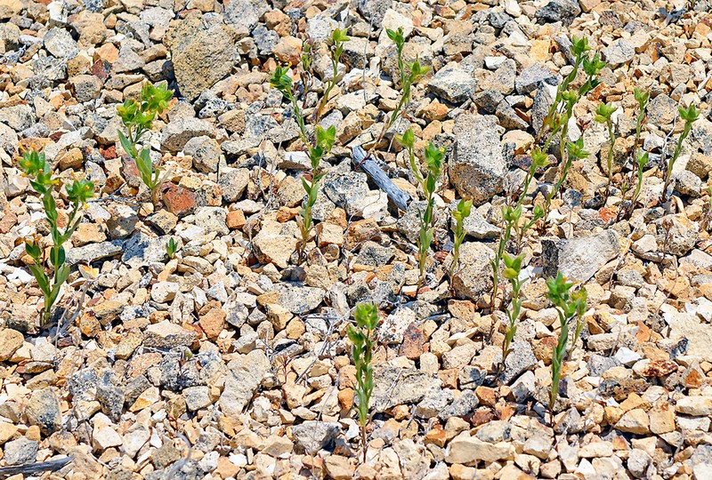 Malheur Valley Fiddleneck photo 3