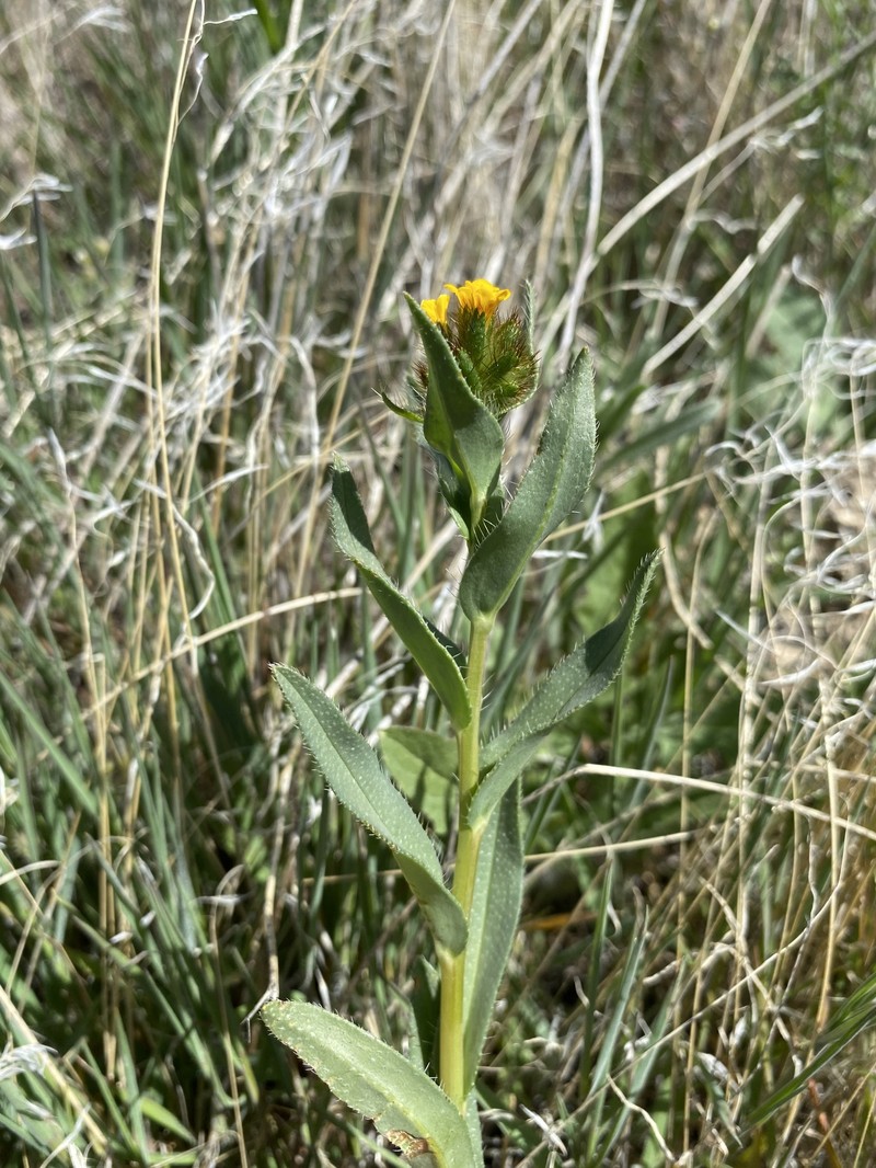 Malheur Valley Fiddleneck photo 4