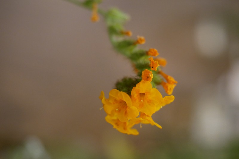Douglas' Fiddleneck photo 2
