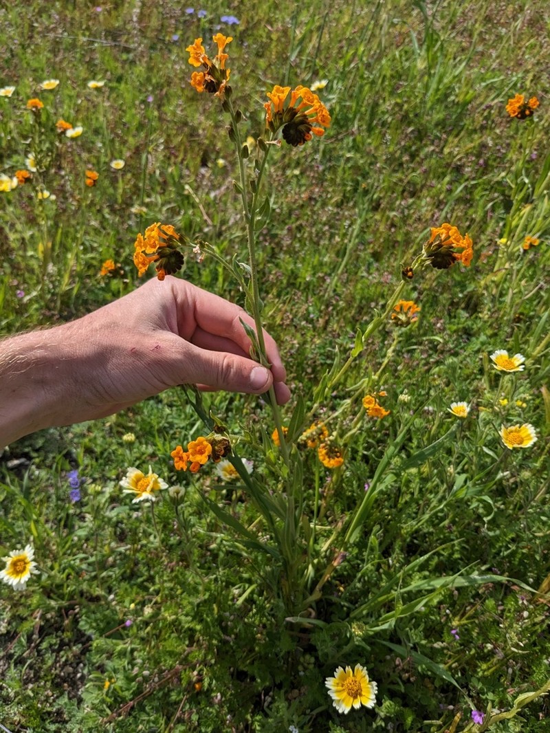 Douglas' Fiddleneck photo 3