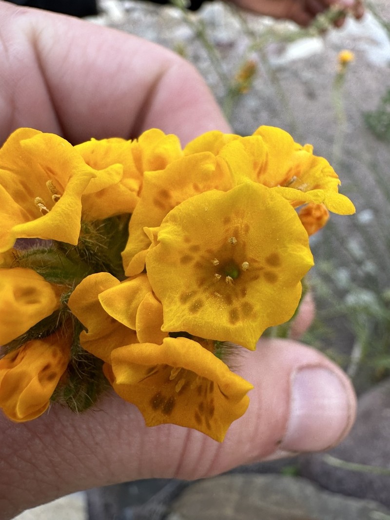 Douglas' Fiddleneck photo 4