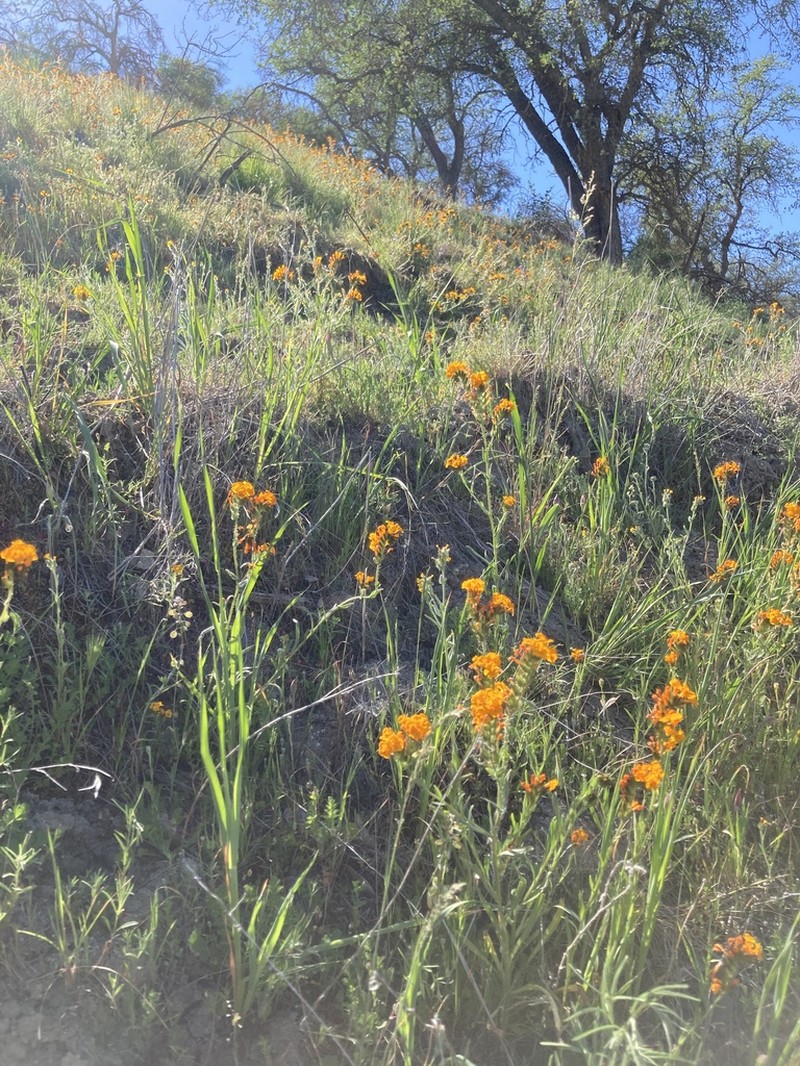 Douglas' Fiddleneck photo 5