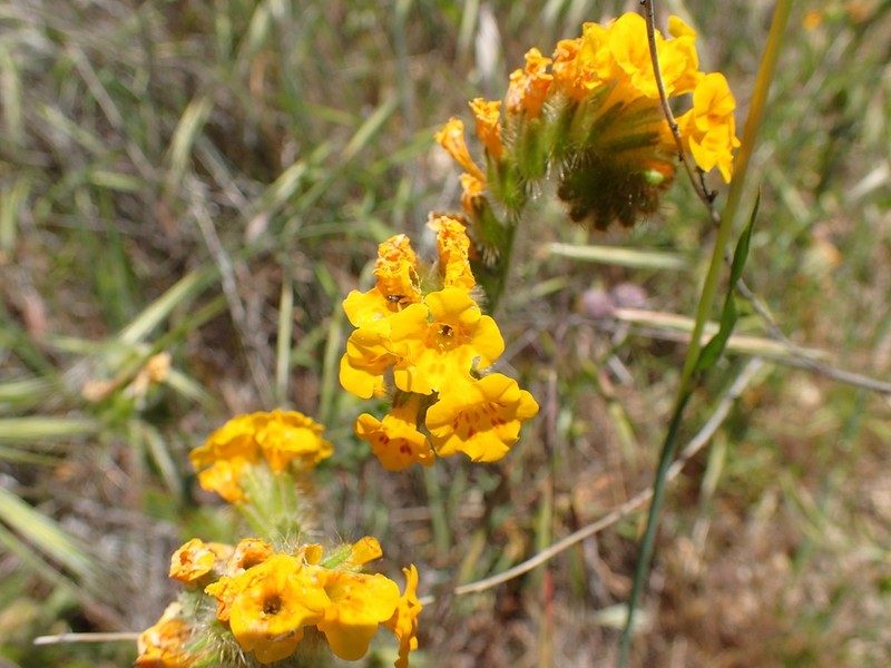 Douglas' Fiddleneck photo 6