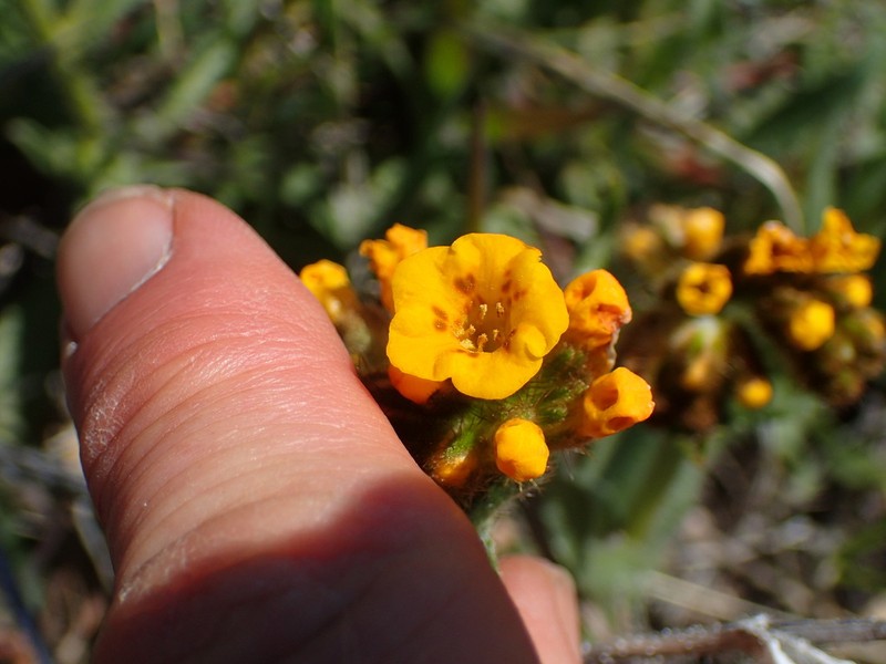 Douglas' Fiddleneck photo 7