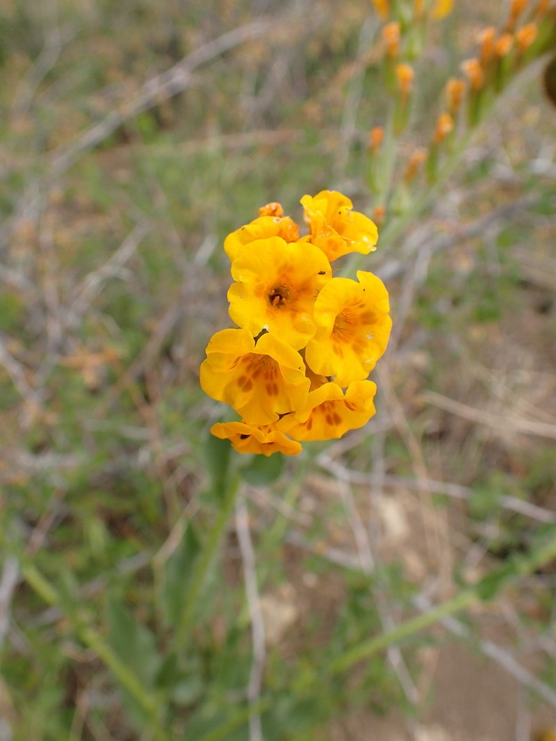 Douglas' Fiddleneck photo 8
