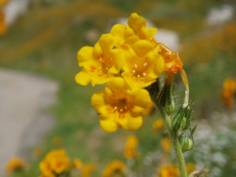 Eastwood'S Fiddleneck