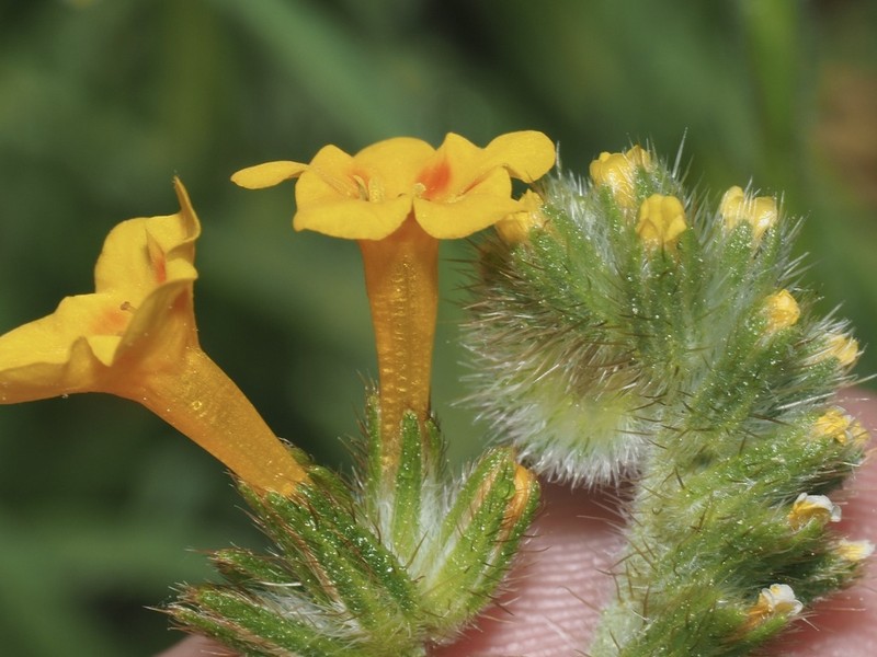 Eastwood'S Fiddleneck photo 2