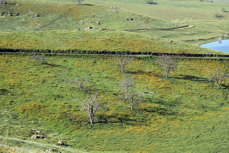 Eastwood'S Fiddleneck photo 3