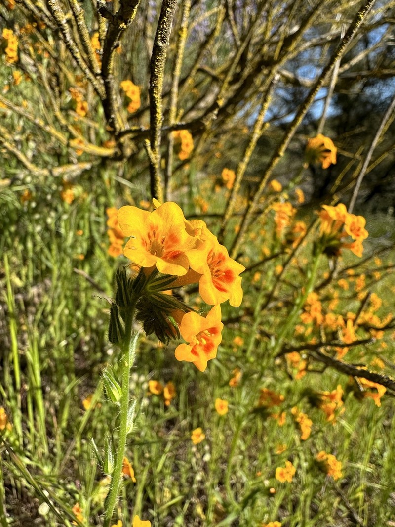 Eastwood'S Fiddleneck photo 4
