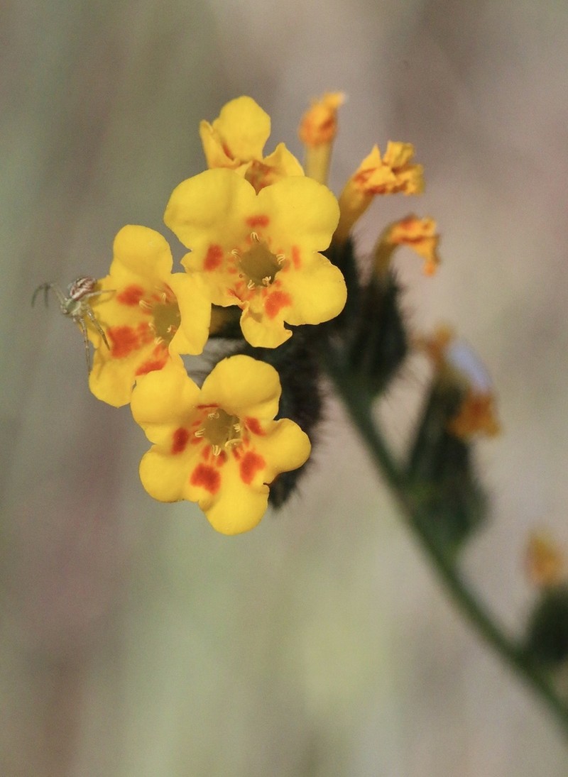 Eastwood'S Fiddleneck photo 5