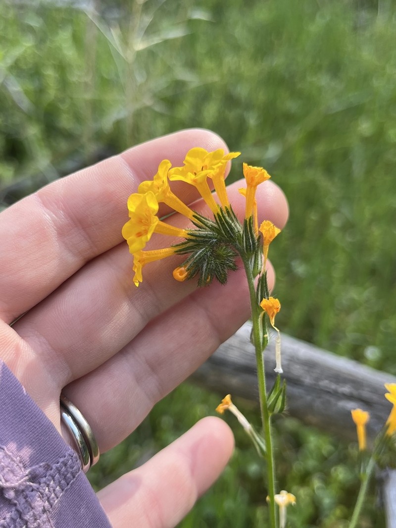 Eastwood'S Fiddleneck photo 6