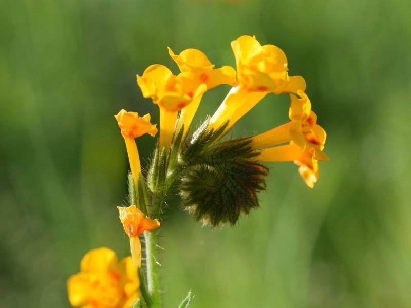 Eastwood'S Fiddleneck photo 7