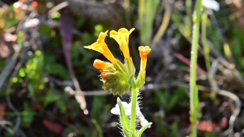 Eastwood'S Fiddleneck photo 8