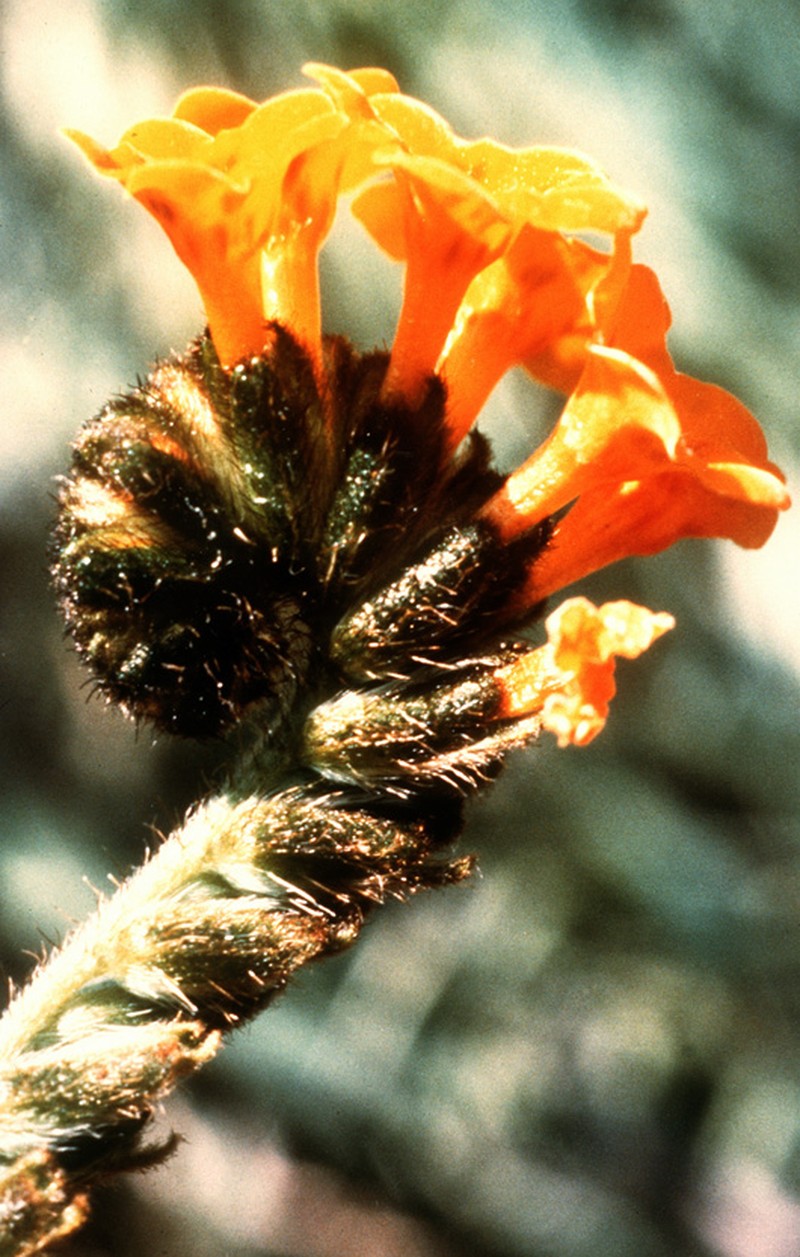 Largeflowered Fiddleneck