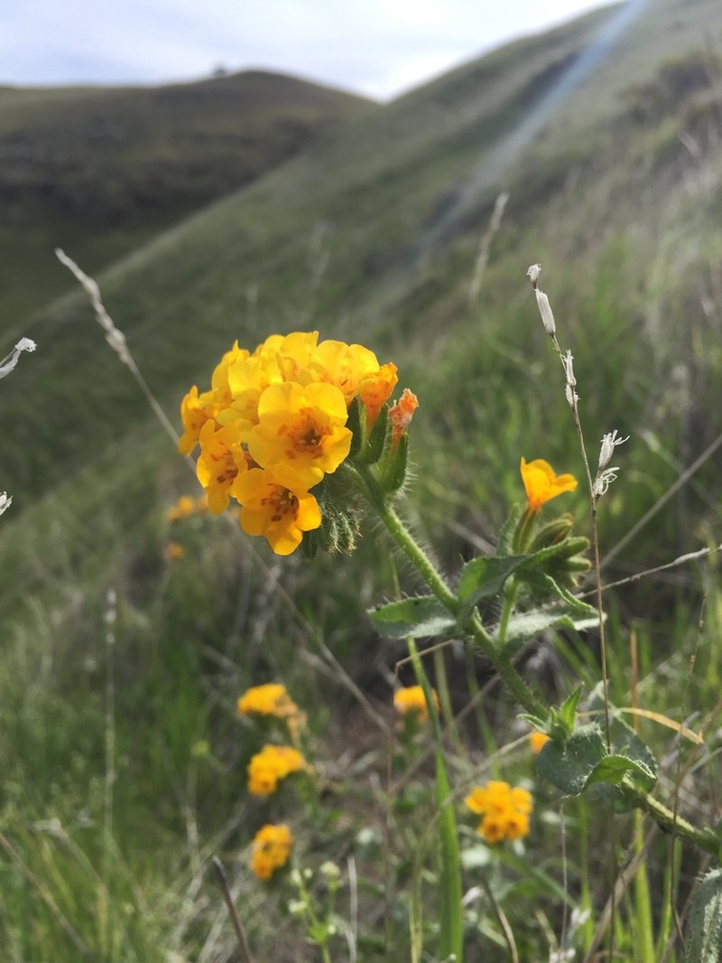 Largeflowered Fiddleneck photo 2