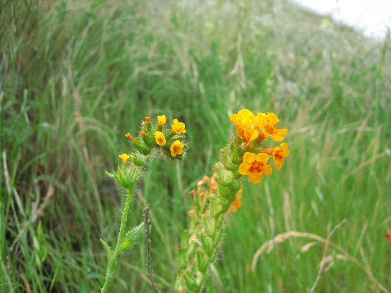 Largeflowered Fiddleneck photo 3