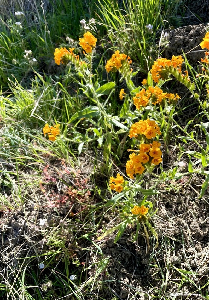 Largeflowered Fiddleneck photo 4