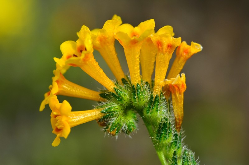 Amsinckia inepta