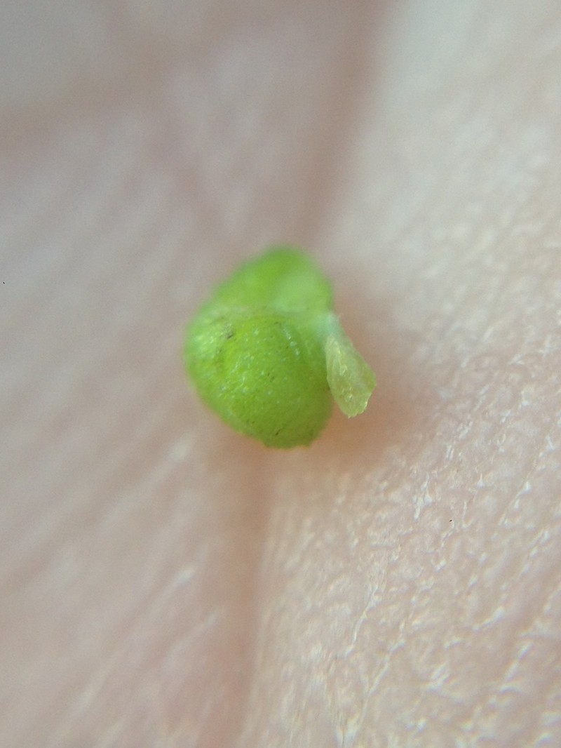 Amsinckia inepta photo 2