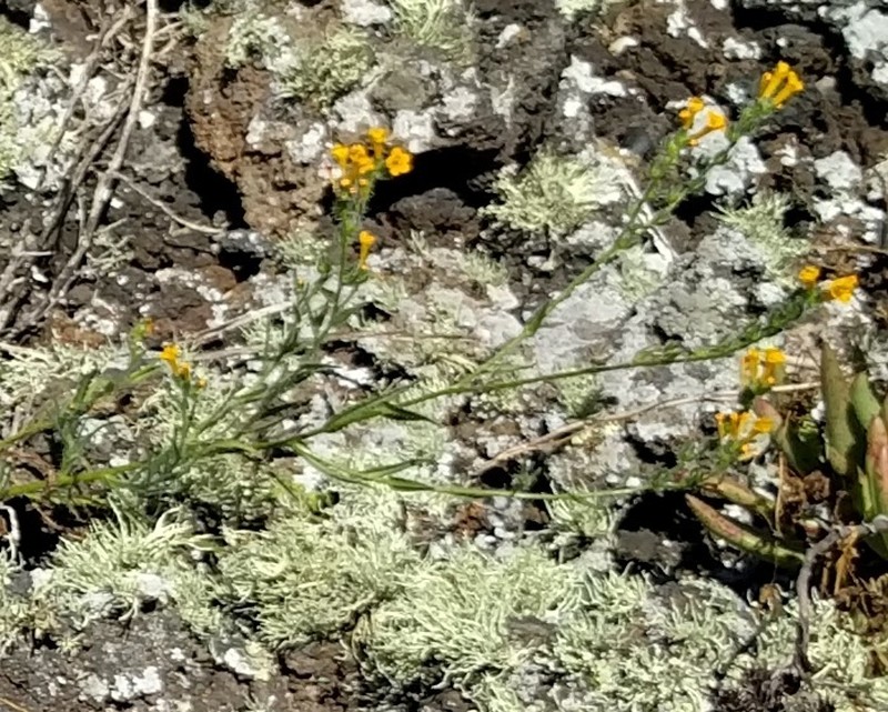 Amsinckia inepta photo 3