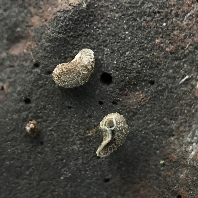 Amsinckia inepta photo 5