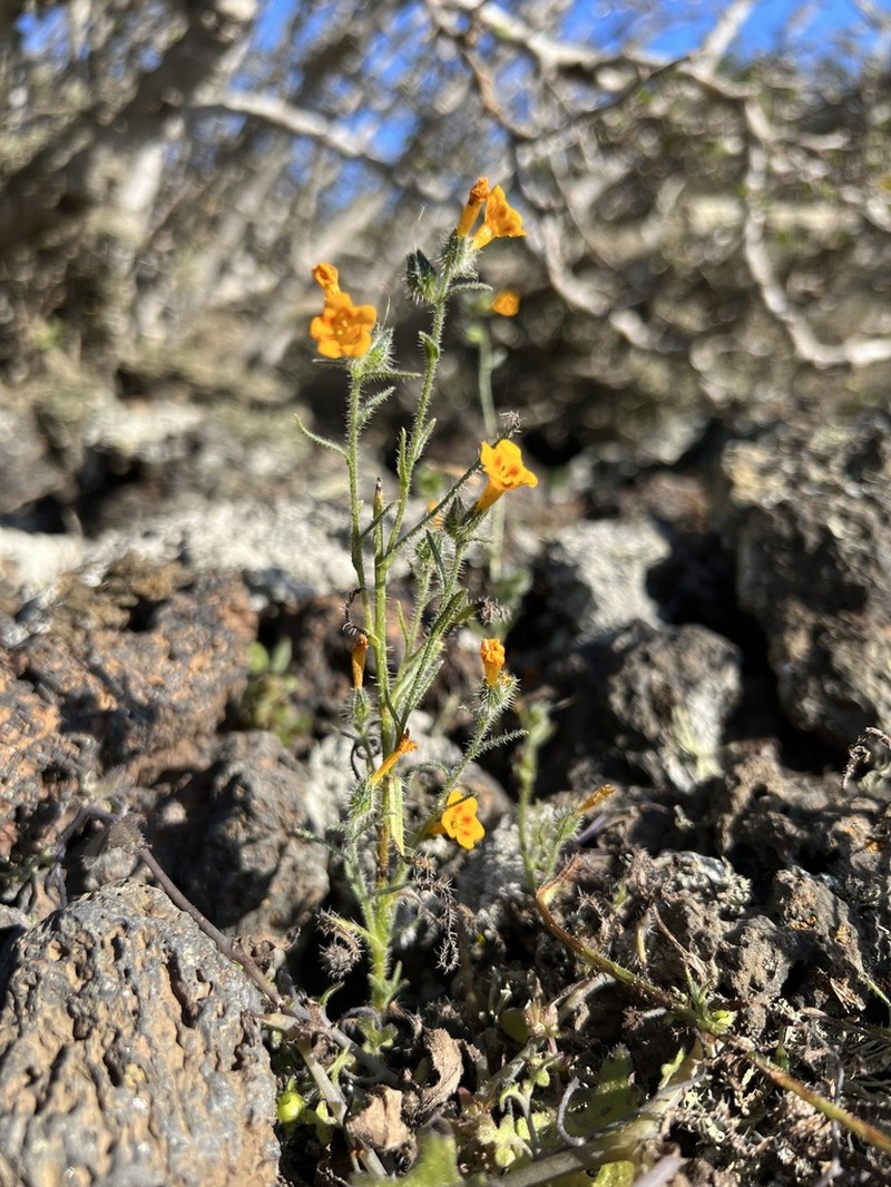 Amsinckia inepta photo 6