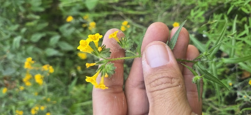 Amsinckia inepta photo 7