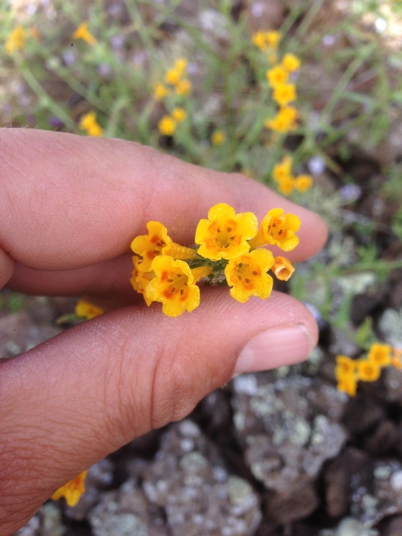 Amsinckia inepta photo 8