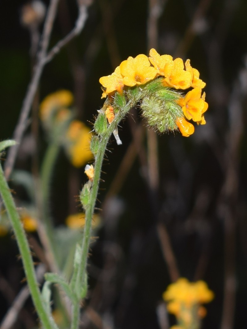Bentflower Fiddleneck