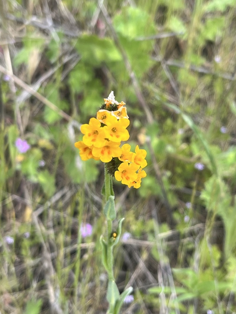 Bentflower Fiddleneck photo 2